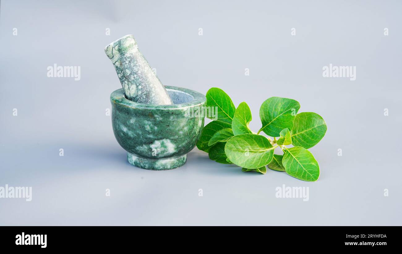 Ashwagandha Medicinal Herb in a Grinding Bowl with Fresh Green Leaves