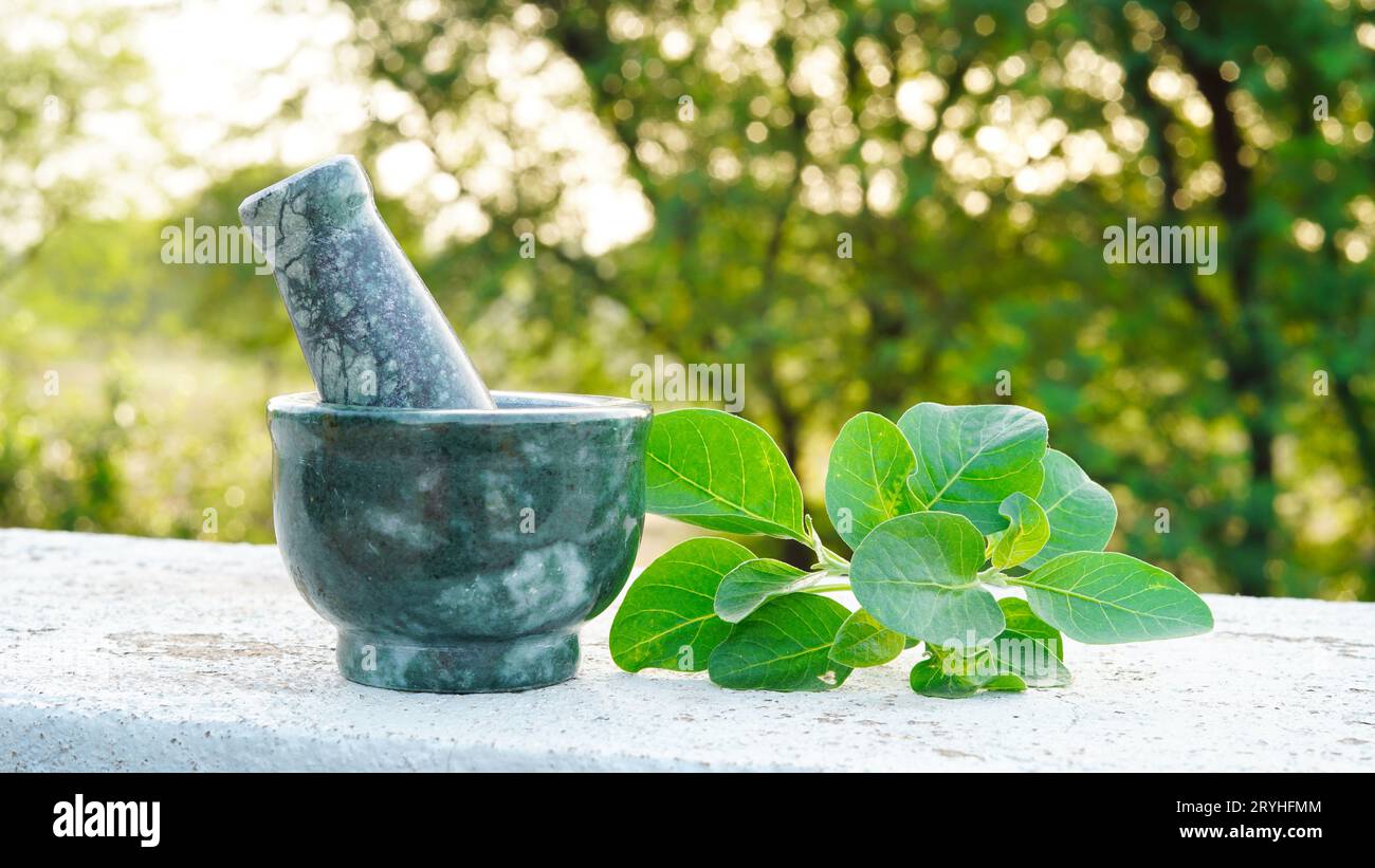 Ashwagandha Medicinal Herb in a Grinding Bowl with Fresh Green Leaves