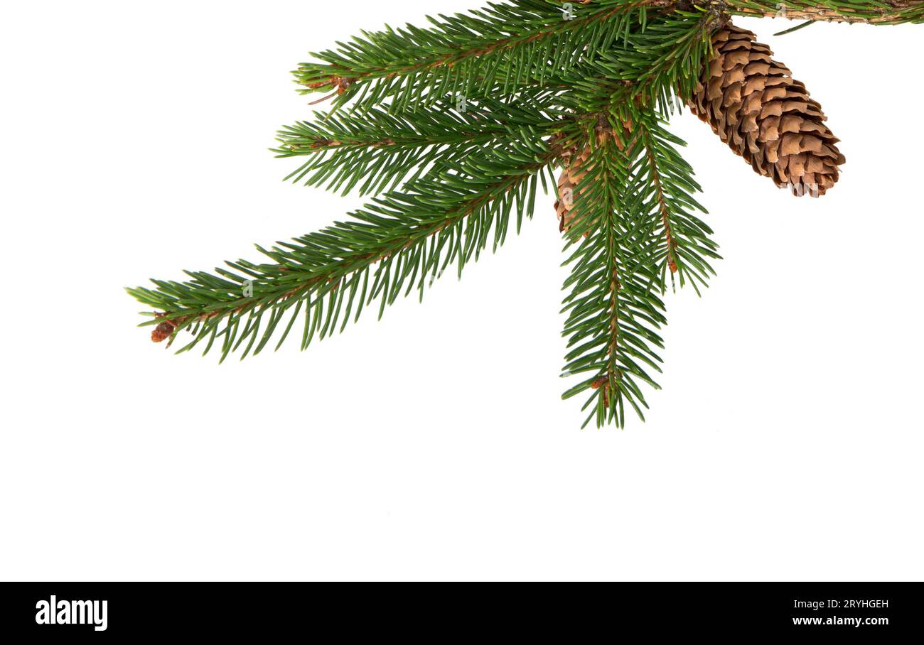 pine branch Stock Photo