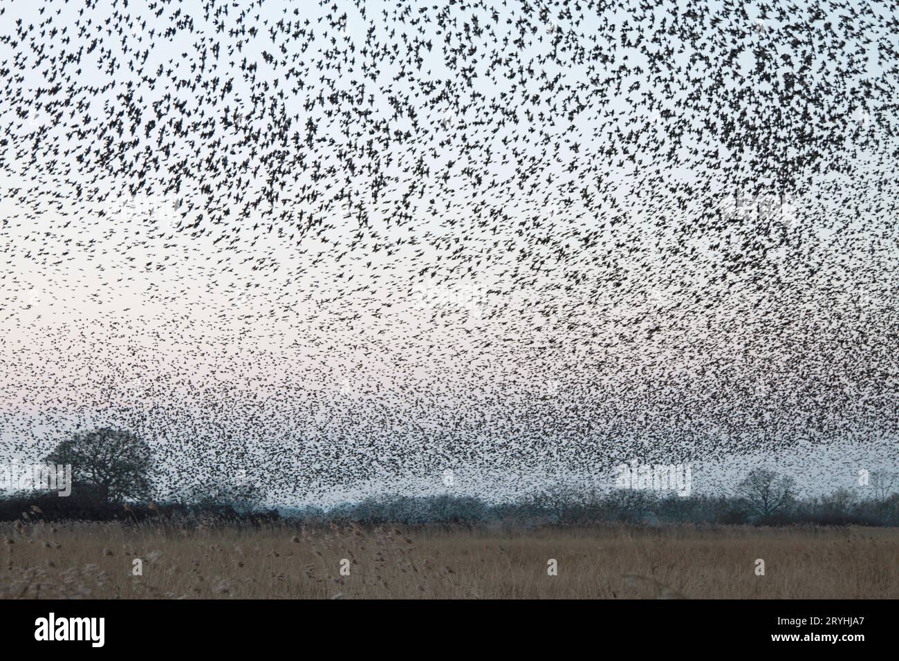 Flying Insect Murmurations Why Do Birds Do Murmuration – Why Do Birds Swoop In Sky – VCOG