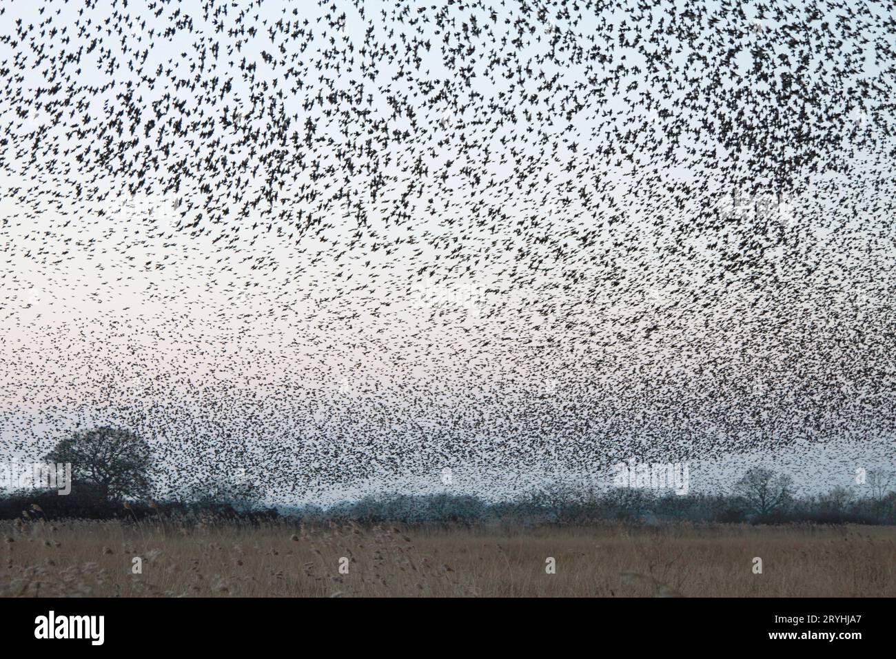 Starling Murmuration in the County of Oxfordshire , England. Wildlife. Natural World. Nature. Birds. Flight. Strength in numbers. Starlings. Starling. Survival . Animal behaviour. Search Russell Moore portfolio page for more images and paintings. Stock Photo