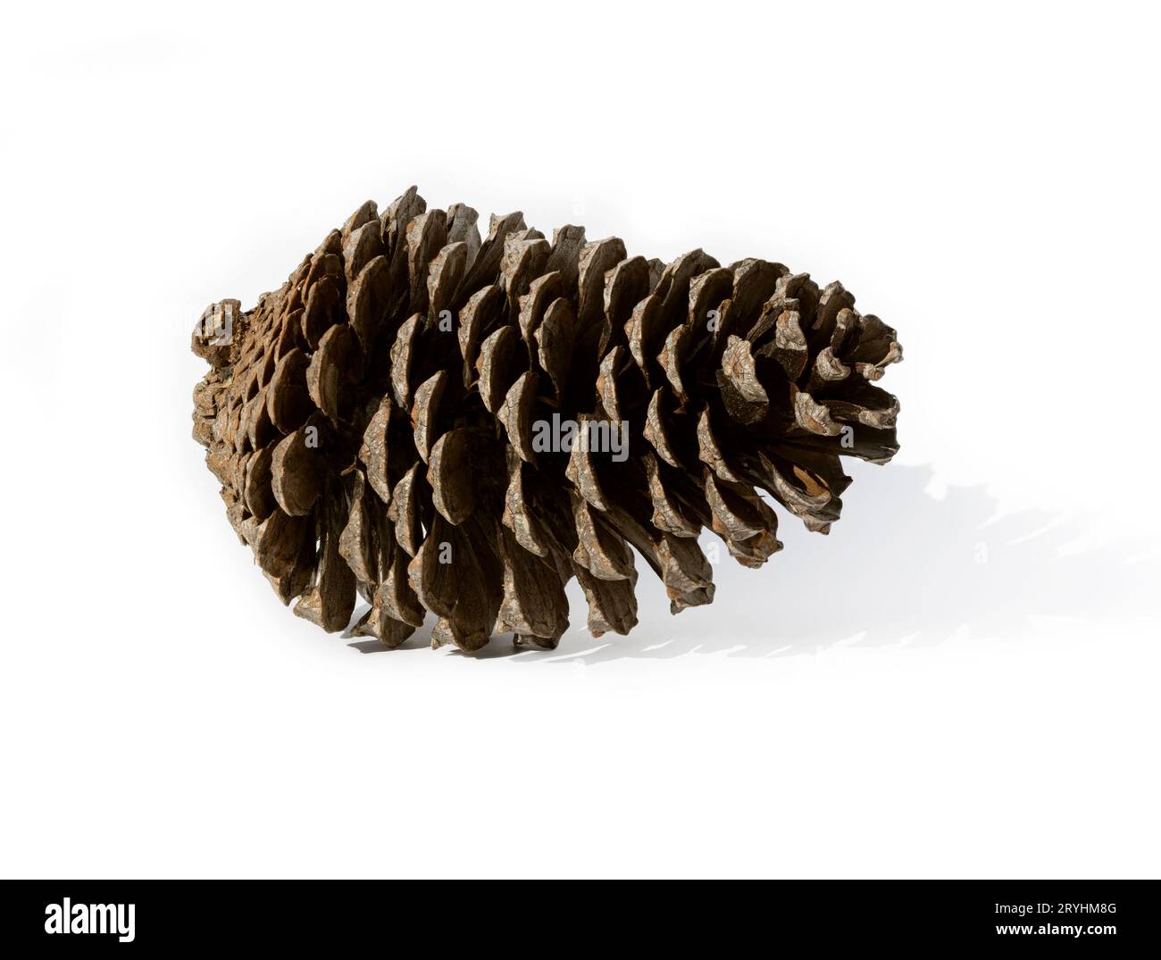 Pine cone isolated on white background Stock Photo