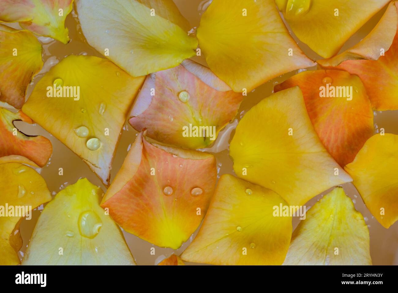 Rose petals floating in water hi-res stock photography and images - Alamy