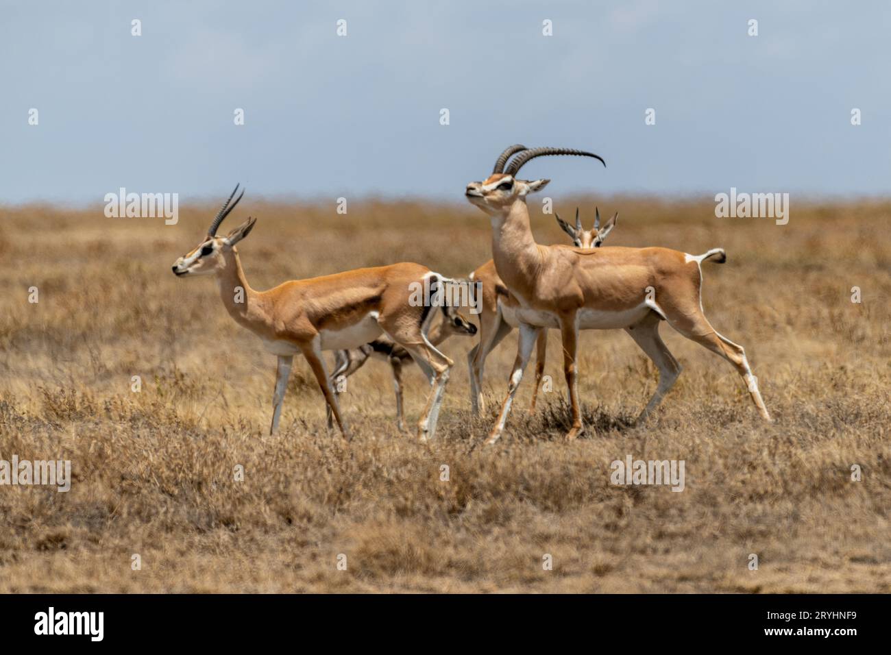 Group of thomsons gazelle hi-res stock photography and images - Alamy