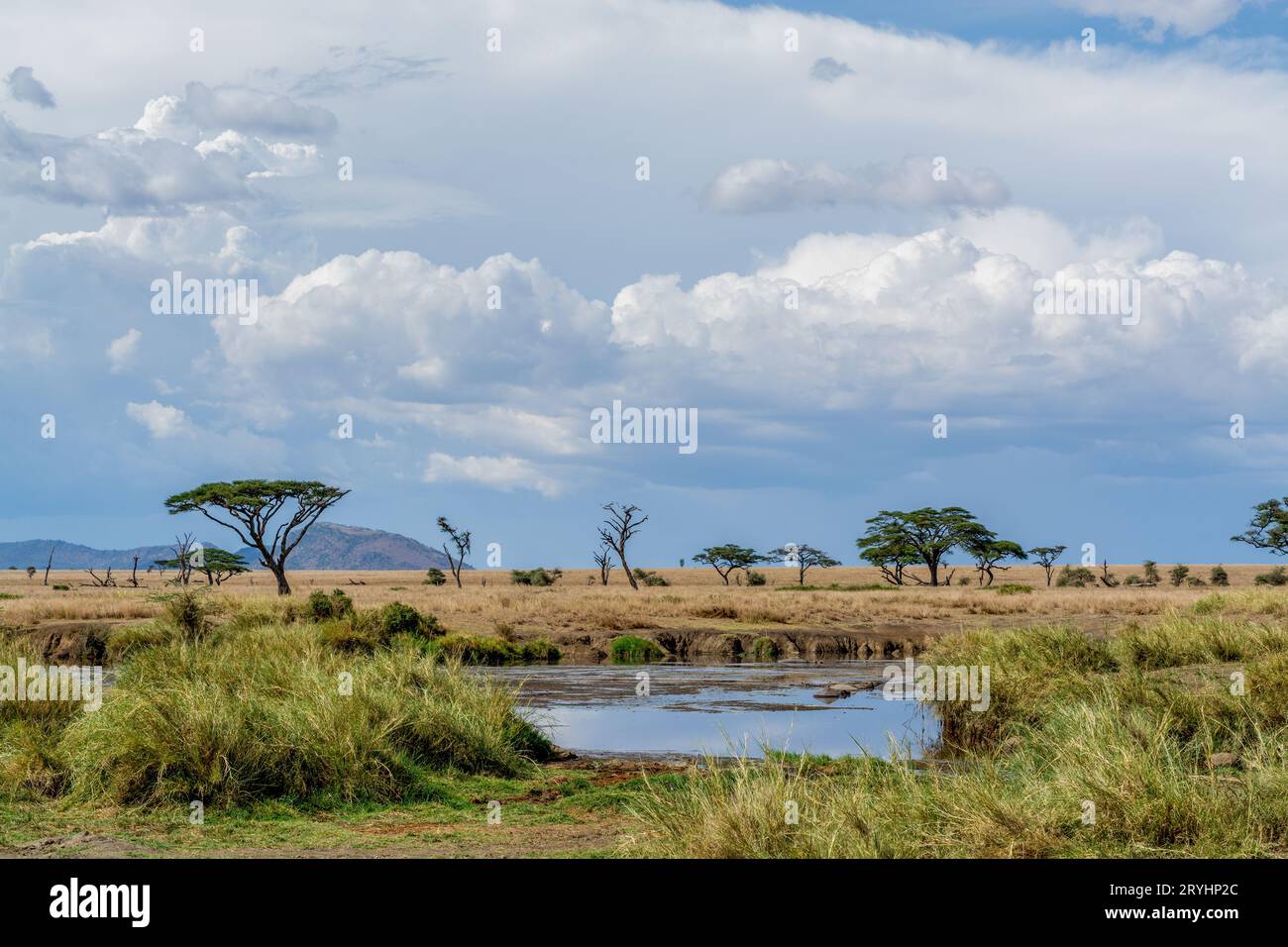 Africa savannah landscape sunset hi-res stock photography and images ...