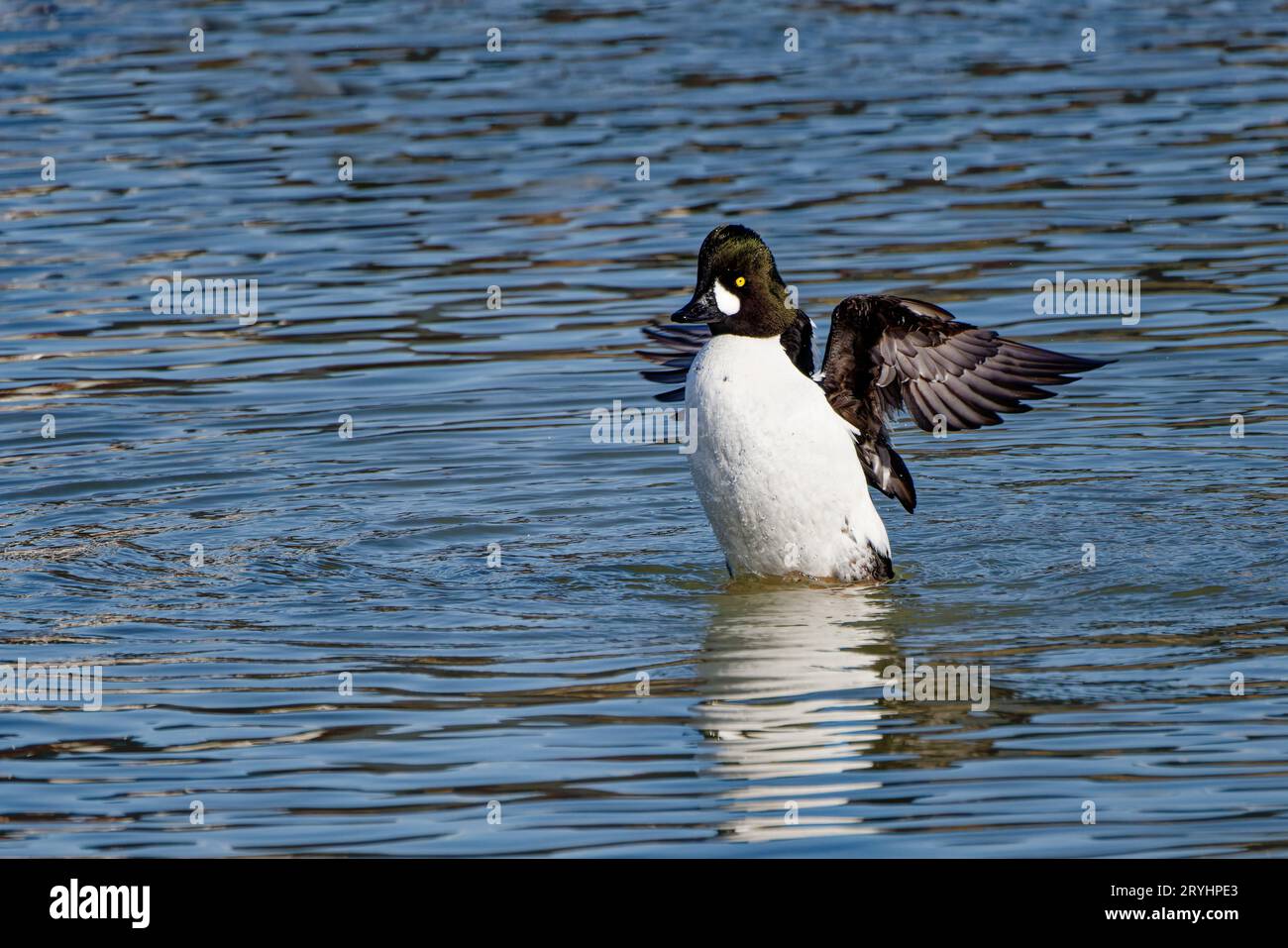 The common Goldeneye (Bucephala clangula) Stock Photo