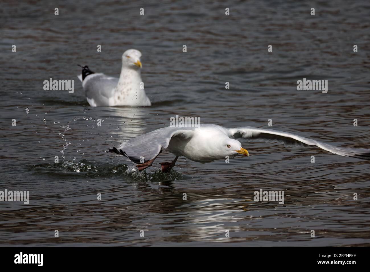 The herring gull (Larus argentatus) in flight Stock Photo