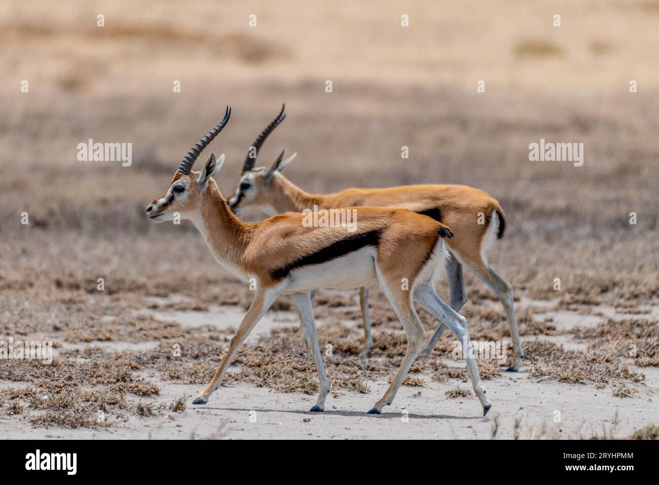 Group of thomsons gazelle hi-res stock photography and images - Alamy