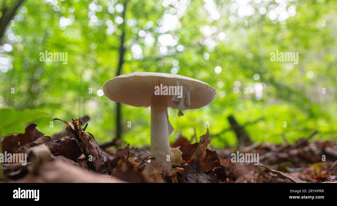 A forest mushroom growing among fallen leaves in the woods Stock Photo