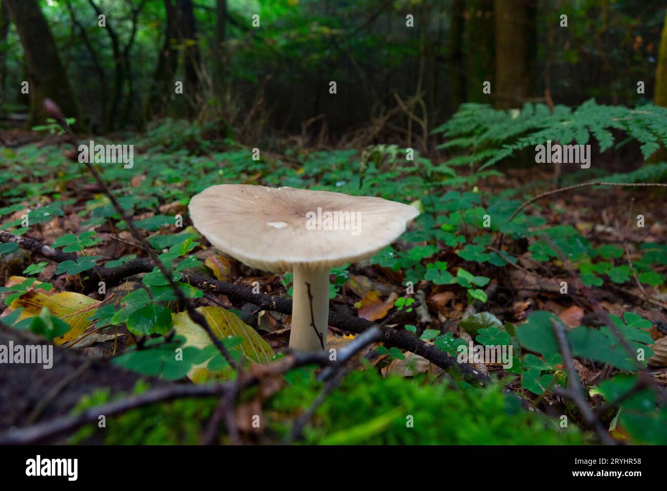 A forest mushroom growing among fallen leaves in the woods Stock Photo