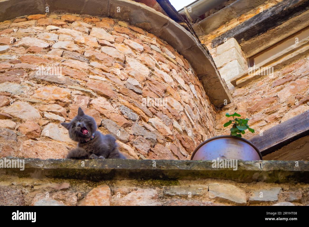 Cat in a typical european mountain village Stock Photo