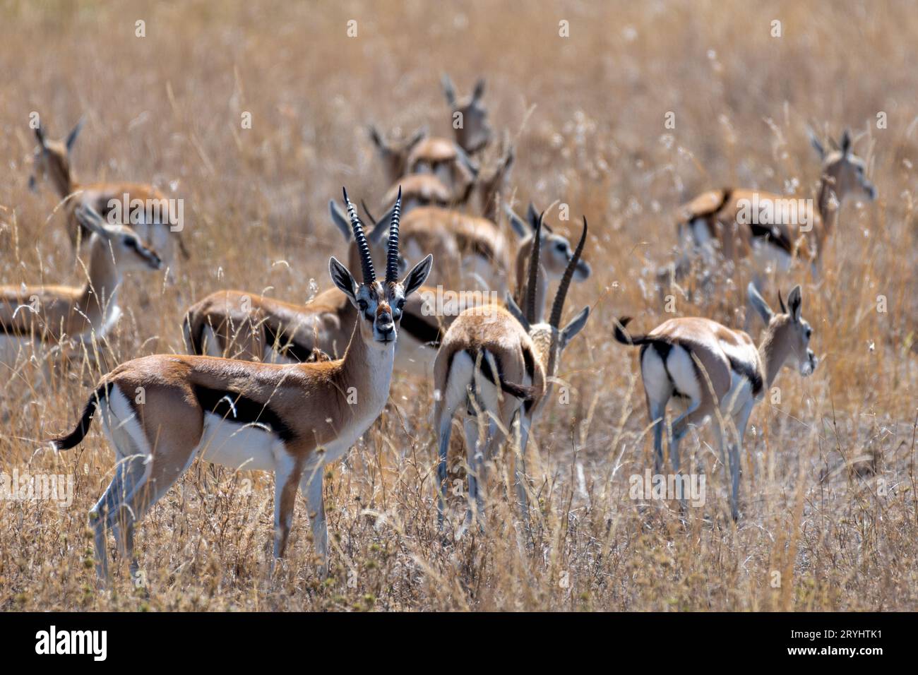 Wild Thomson's gazelles in serengeti national park Stock Photo - Alamy