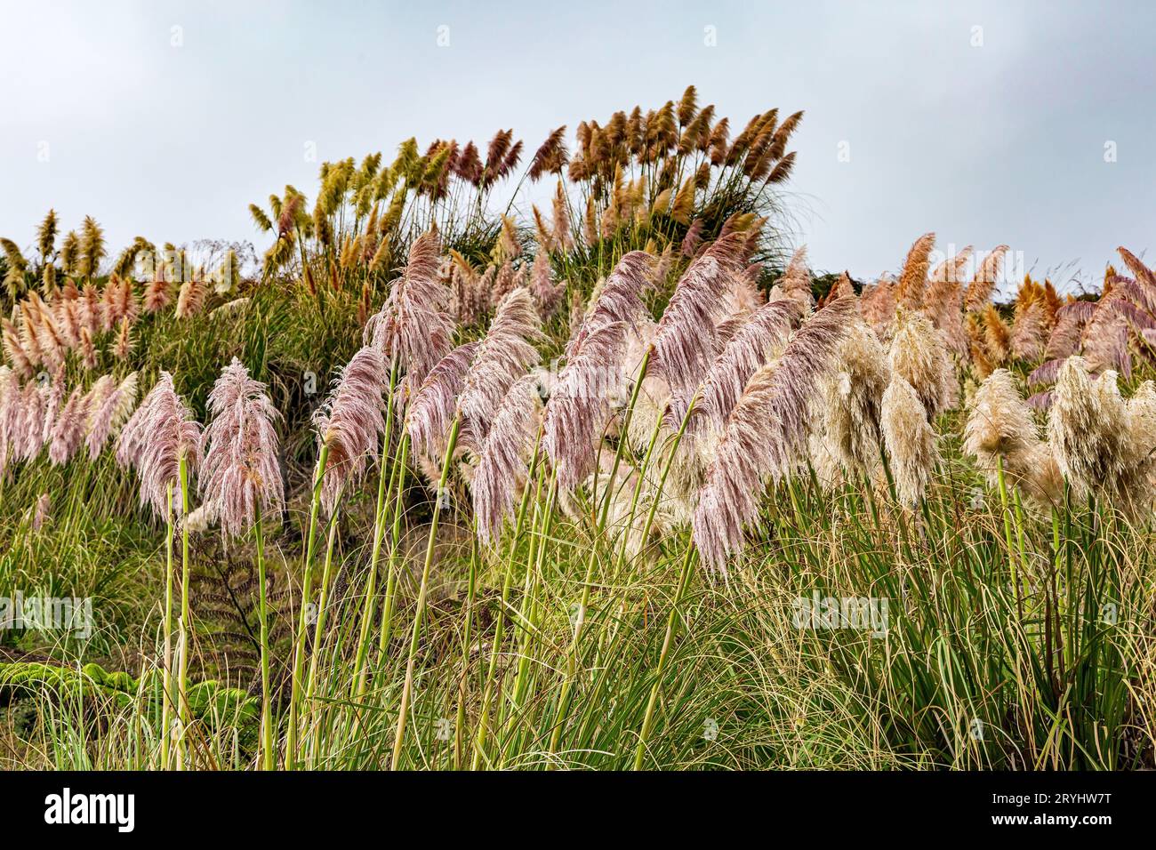 High reeds on the Pacific coast Stock Photo