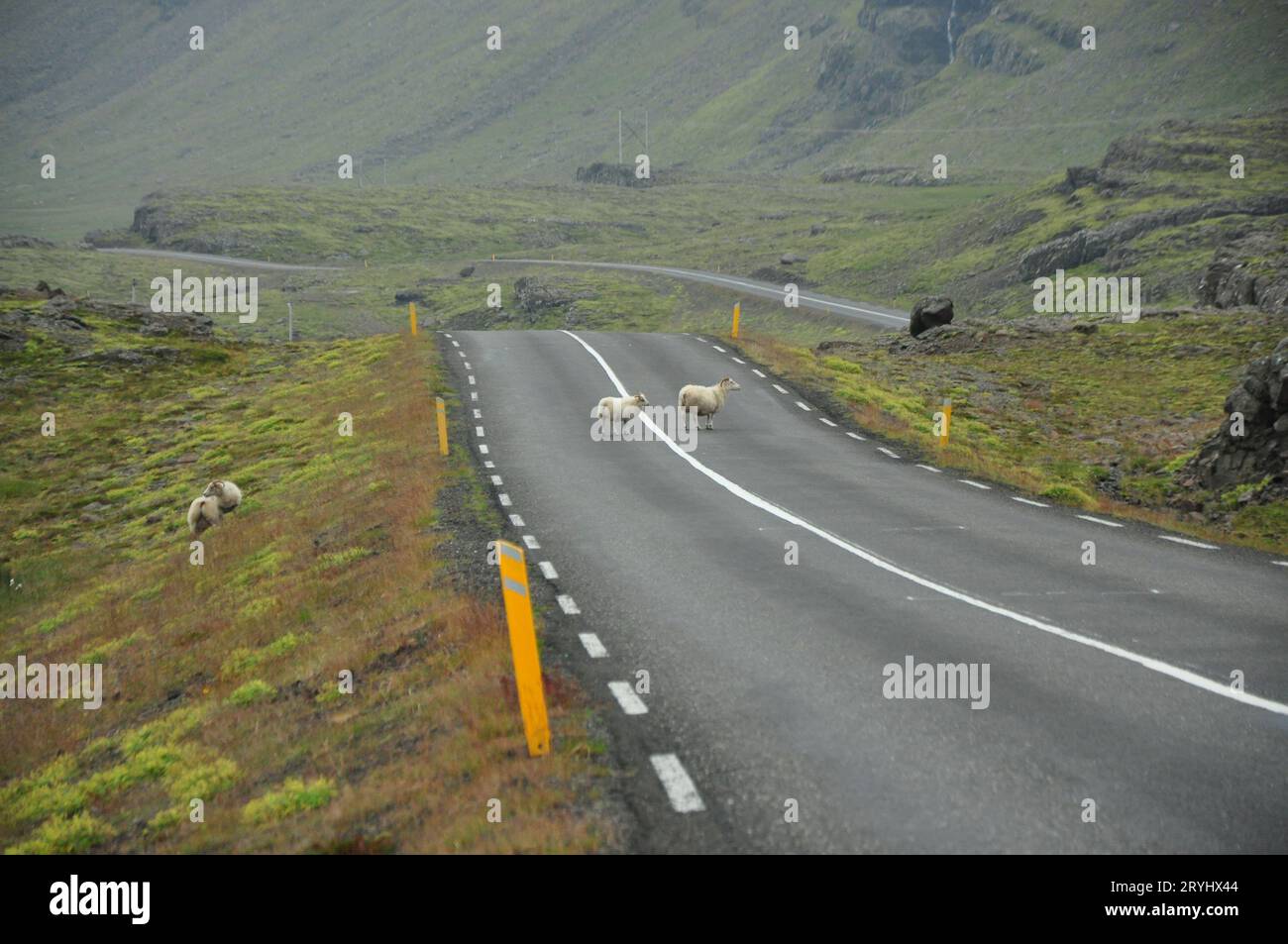 country camo air force 1