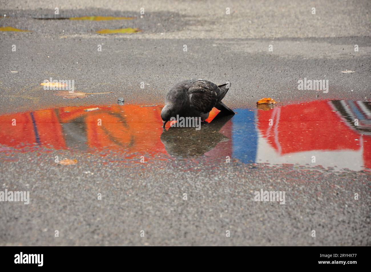 Closeup of a rock dove drinking water from a puddle with graffiti reflection on the street Stock Photo