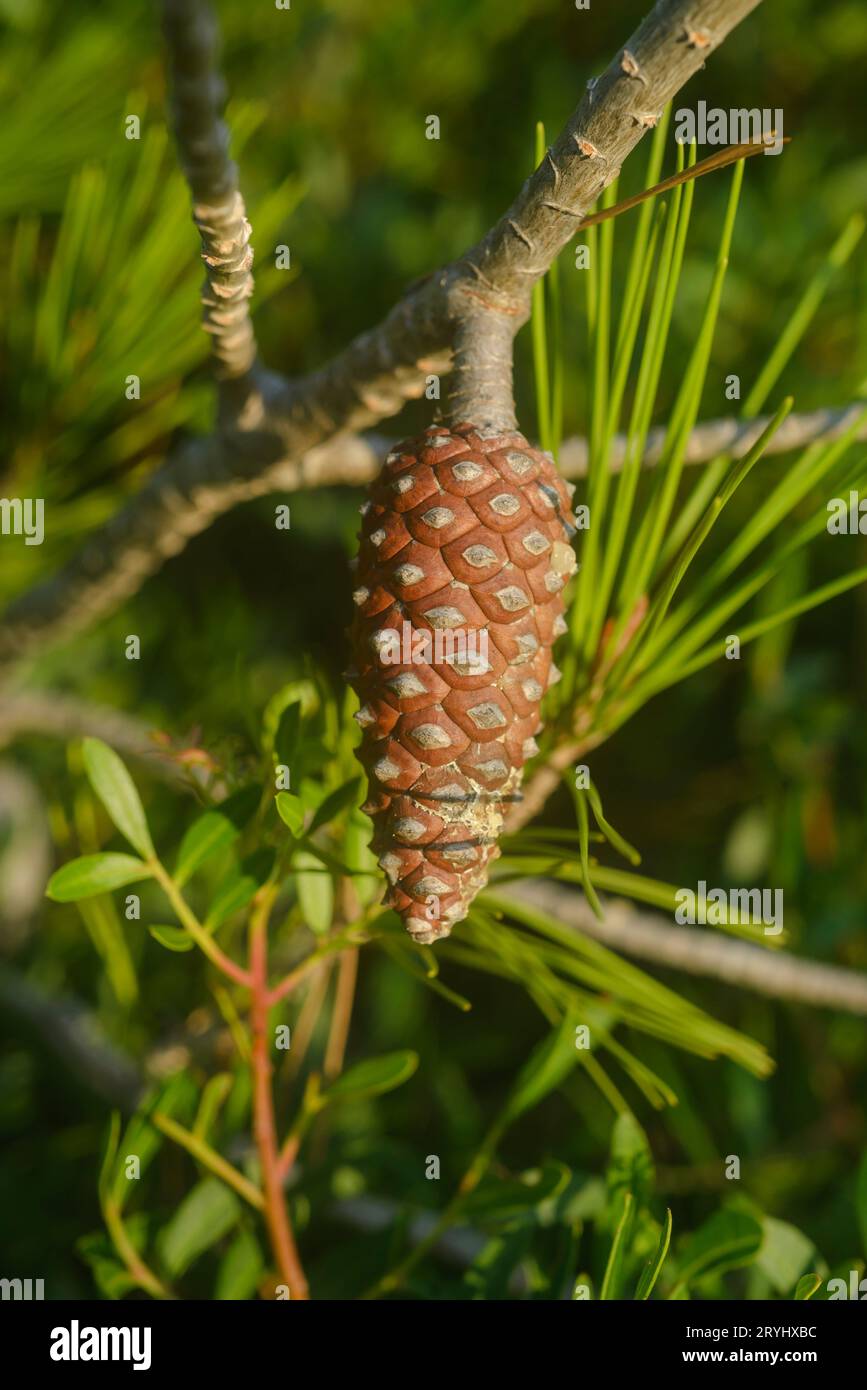 Cones and leaves of Aleppo pine Pinus halepensis in Tuscany, Italy Stock Photo