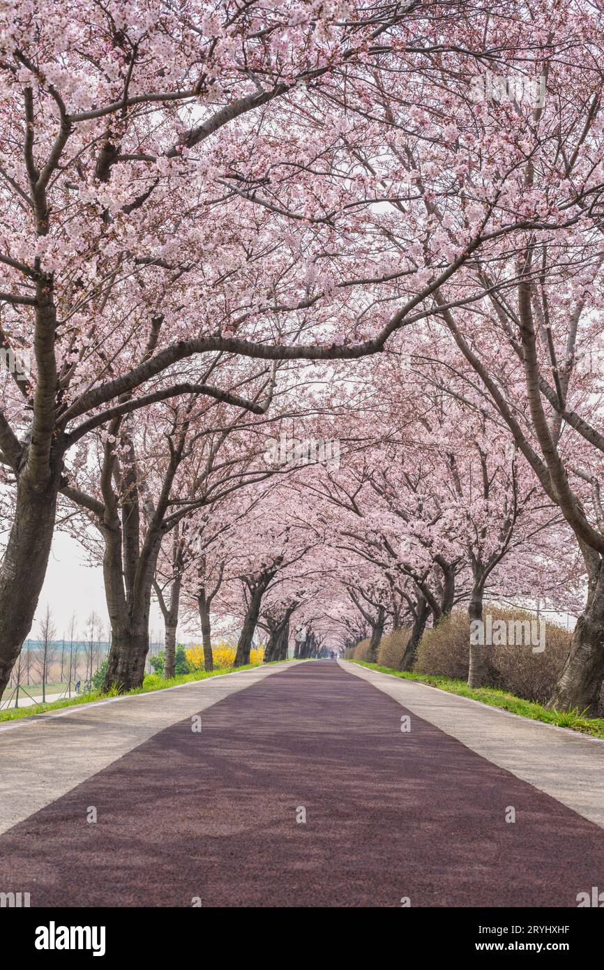 Spring pink cherry blossom tree and walk path at Daejeo Eco Park, Busan