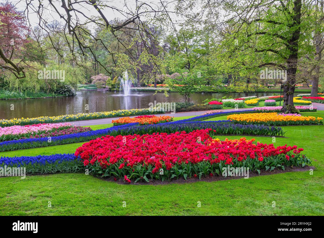 Tulip flower bulb field in garden, spring season in Lisse near ...
