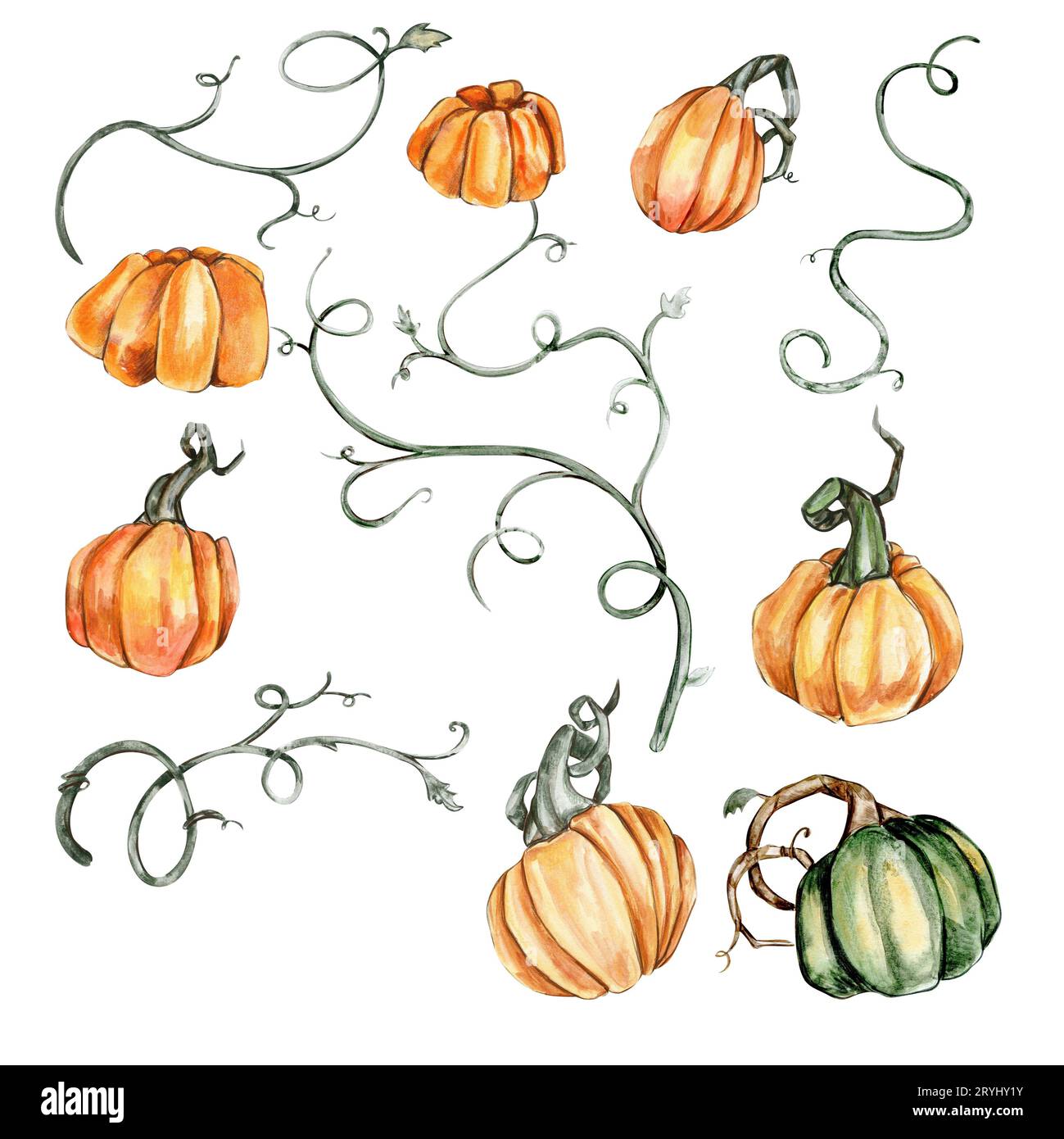 Watercolor hand drawn autumn pumpkins . Hand drawn illustration of ...