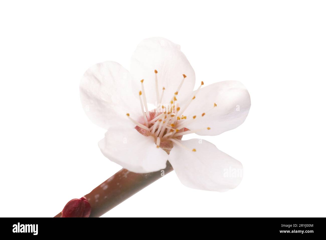 Almond white flower Stock Photo
