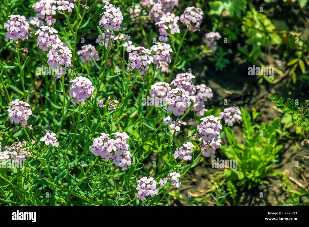 Persian cress or Persian flowers Aethionema grandiflorum blooms in the garden. Stock Photo