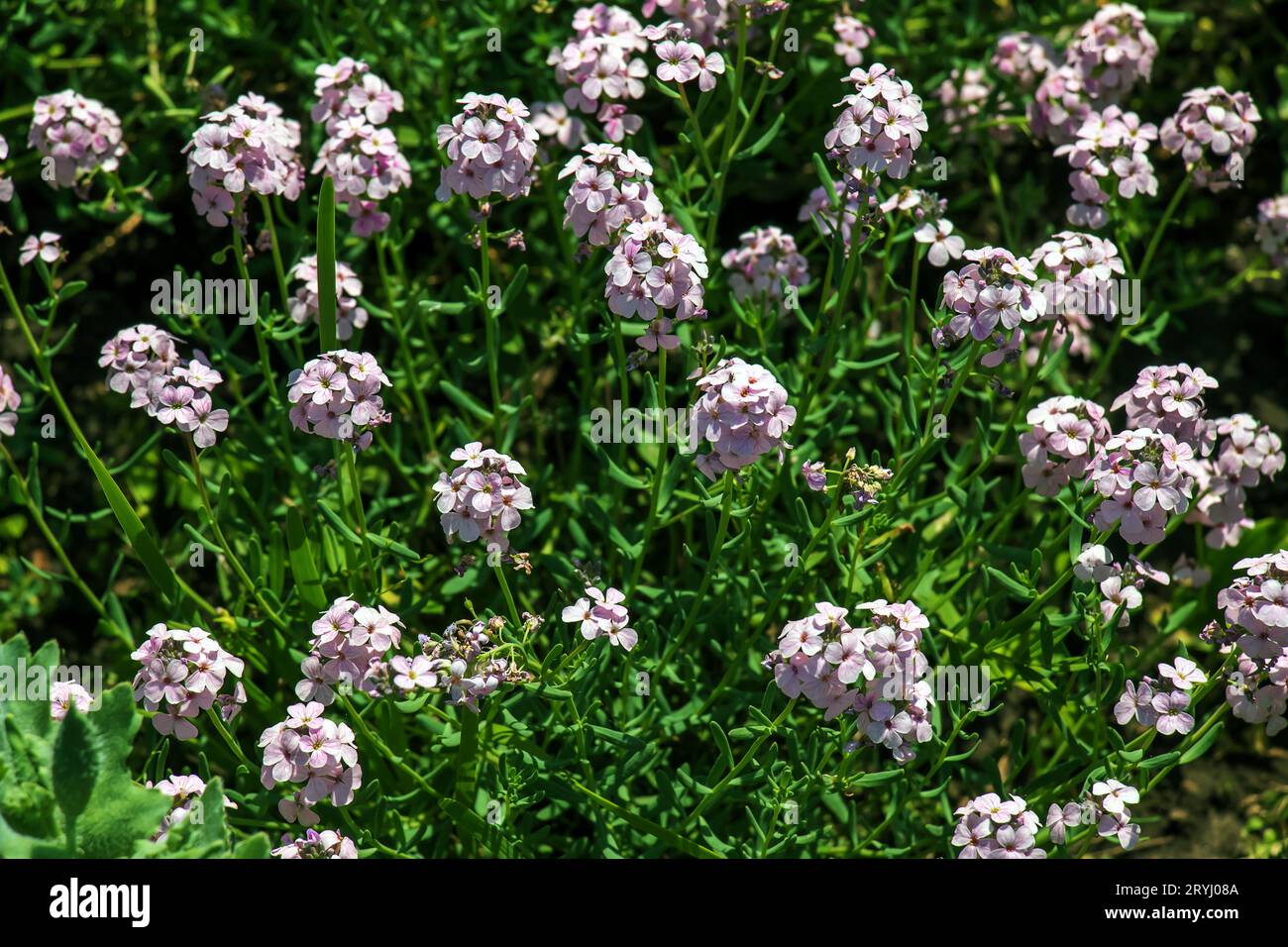 Persian cress or Persian flowers Aethionema grandiflorum blooms in the garden. Stock Photo