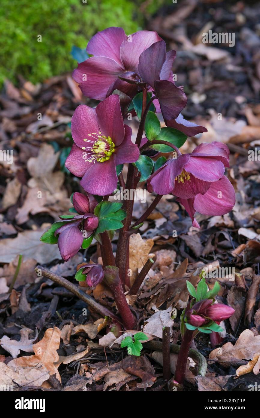 Helleborus Ice 'N' Roses Red, helleborus Coseh 4100, hellebore, plant with purple flowers in mid-winter Stock Photo