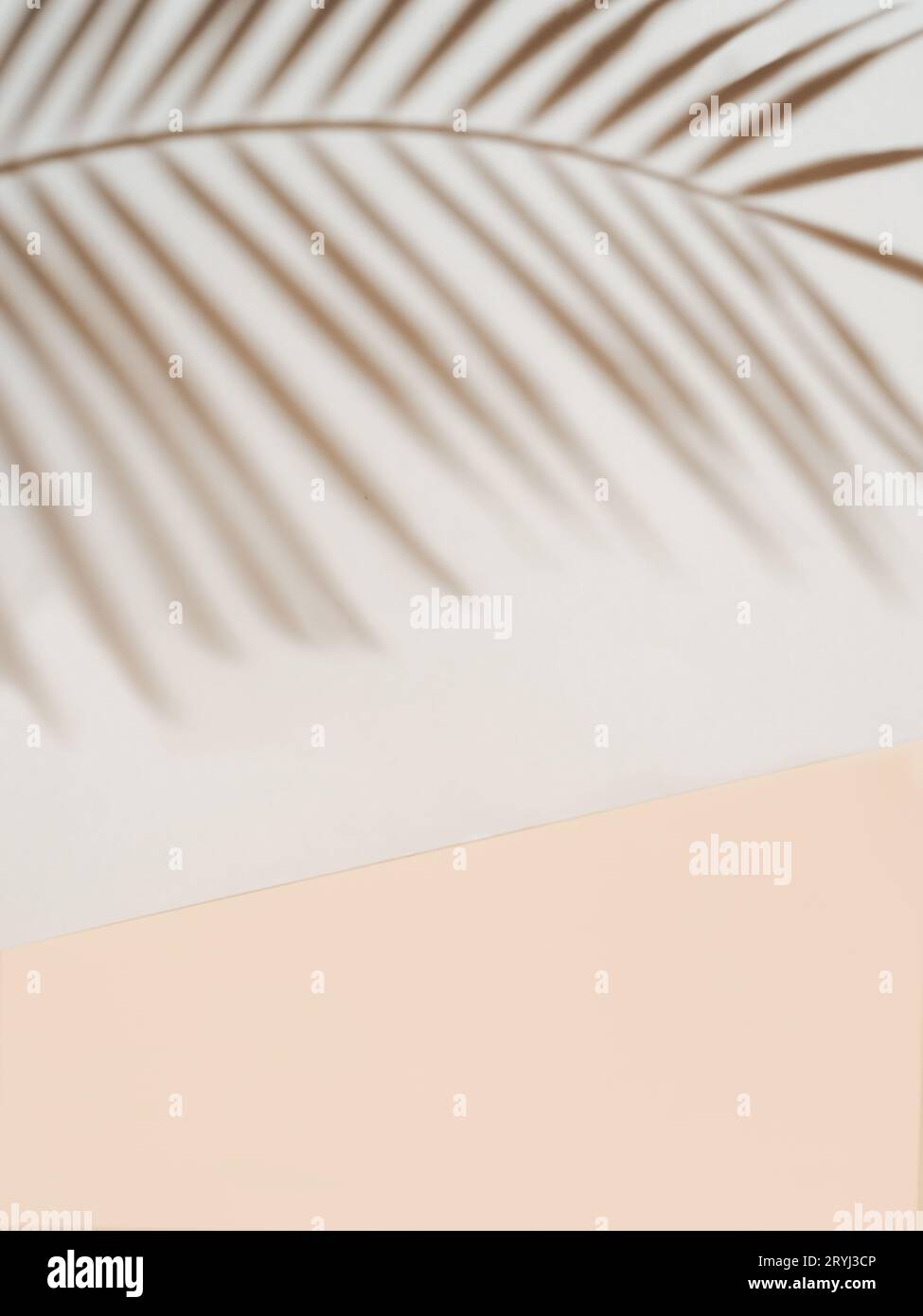 Palm leaf shadow on white wall, cream pastel floor Stock Photo