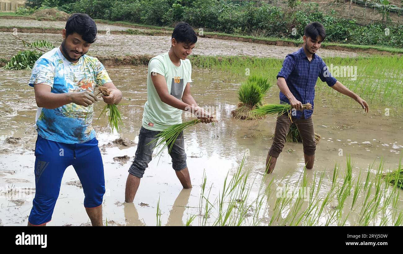 Boy in rice field hi-res stock photography and images - Alamy