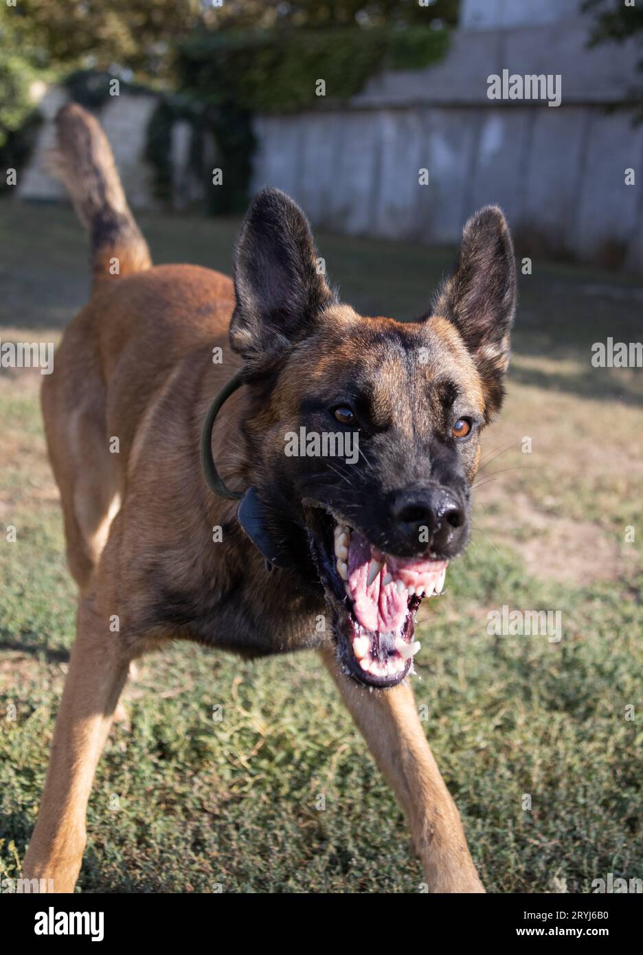 Beautiful angry Aggressive dog Belgian Shepherd Malinois grab criminal's clothes. Service dog training. Dog bites clothes. Angry attack. Evil teeth in Stock Photo