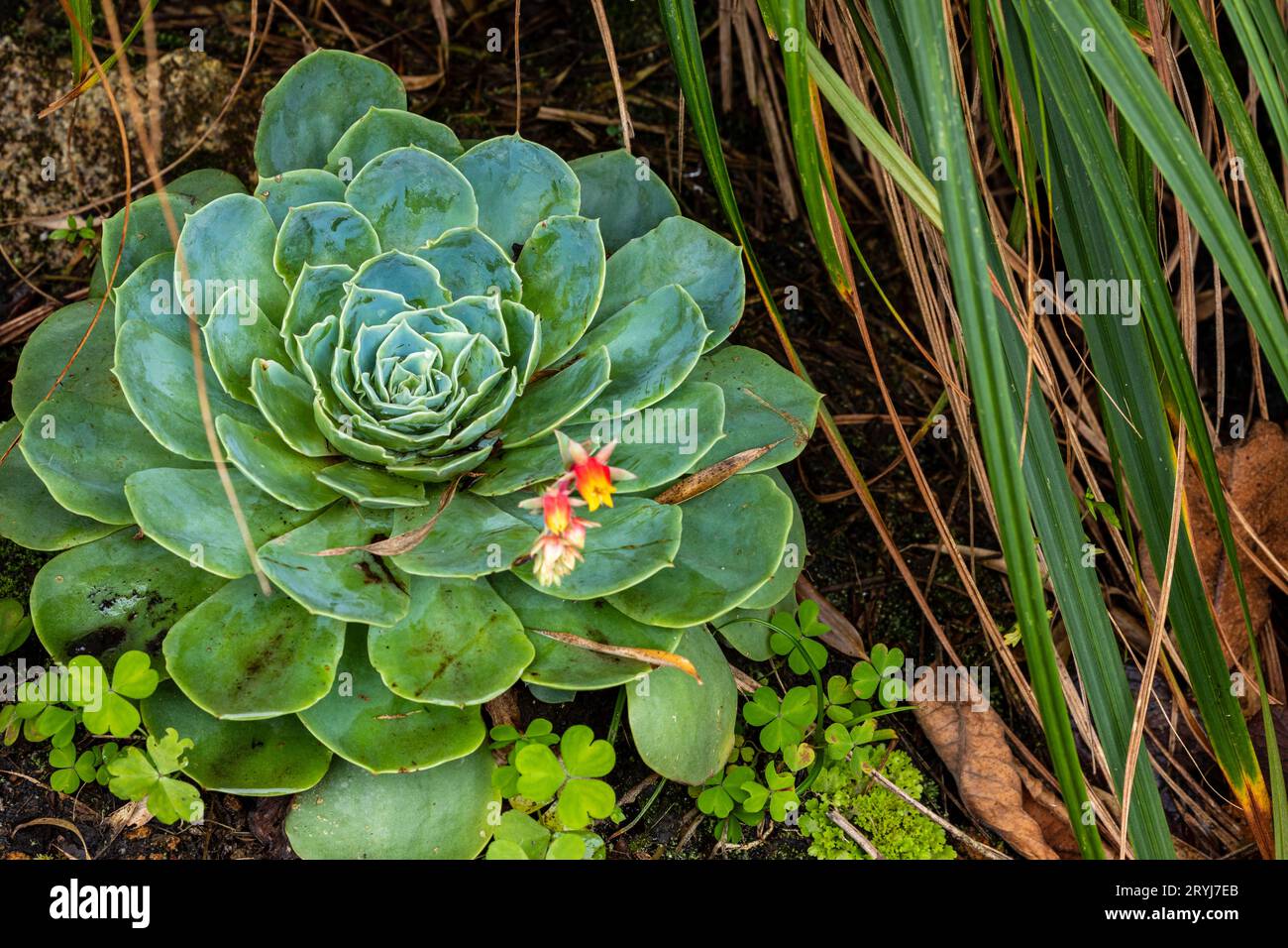 The rosette of a succulent plant Stock Photo