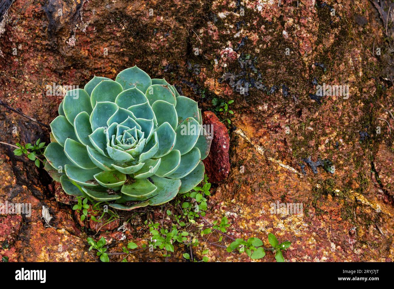 The rosette of a succulent plant Stock Photo