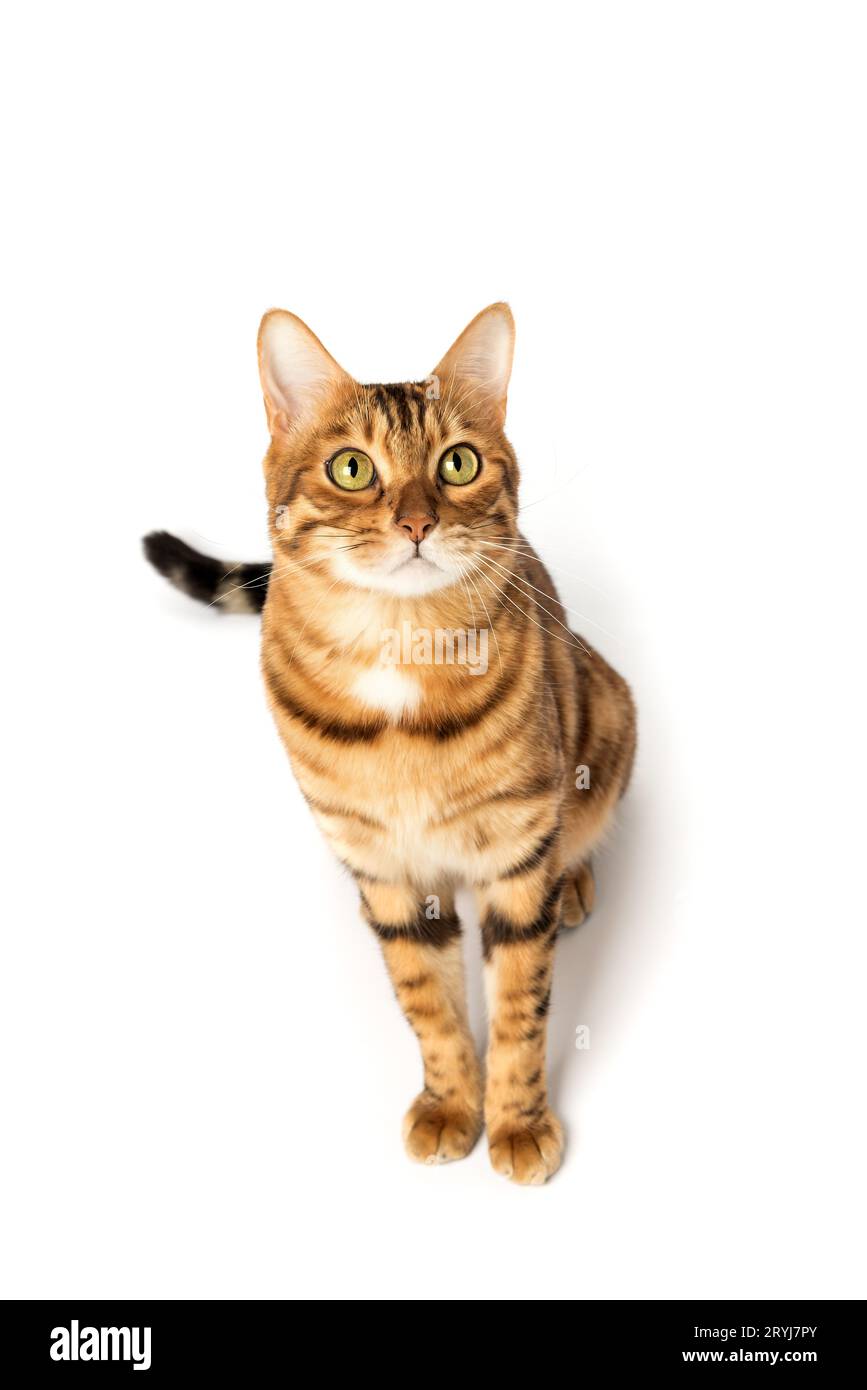 Bengal domestic cat in full length on a white background. Stock Photo