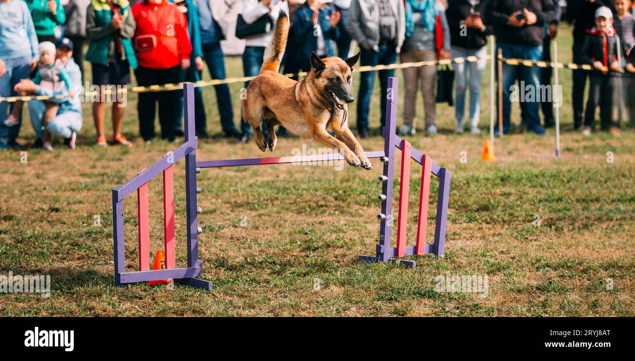 Malinois agility hotsell