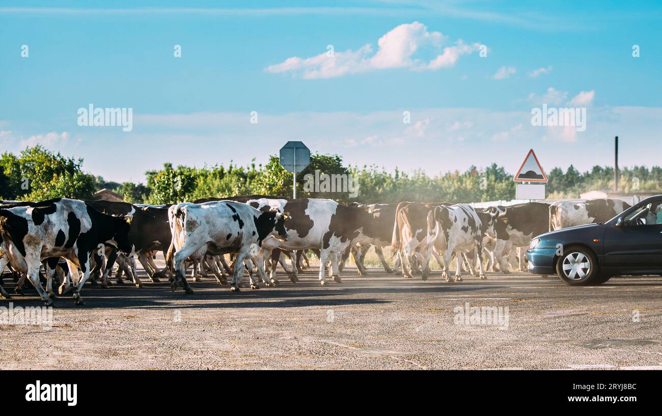 Herd Of Cattle Cows Dangerous Crossing Road In Countryside Opposite Cars. Cattle Crossing On Dusty Road Stock Photo