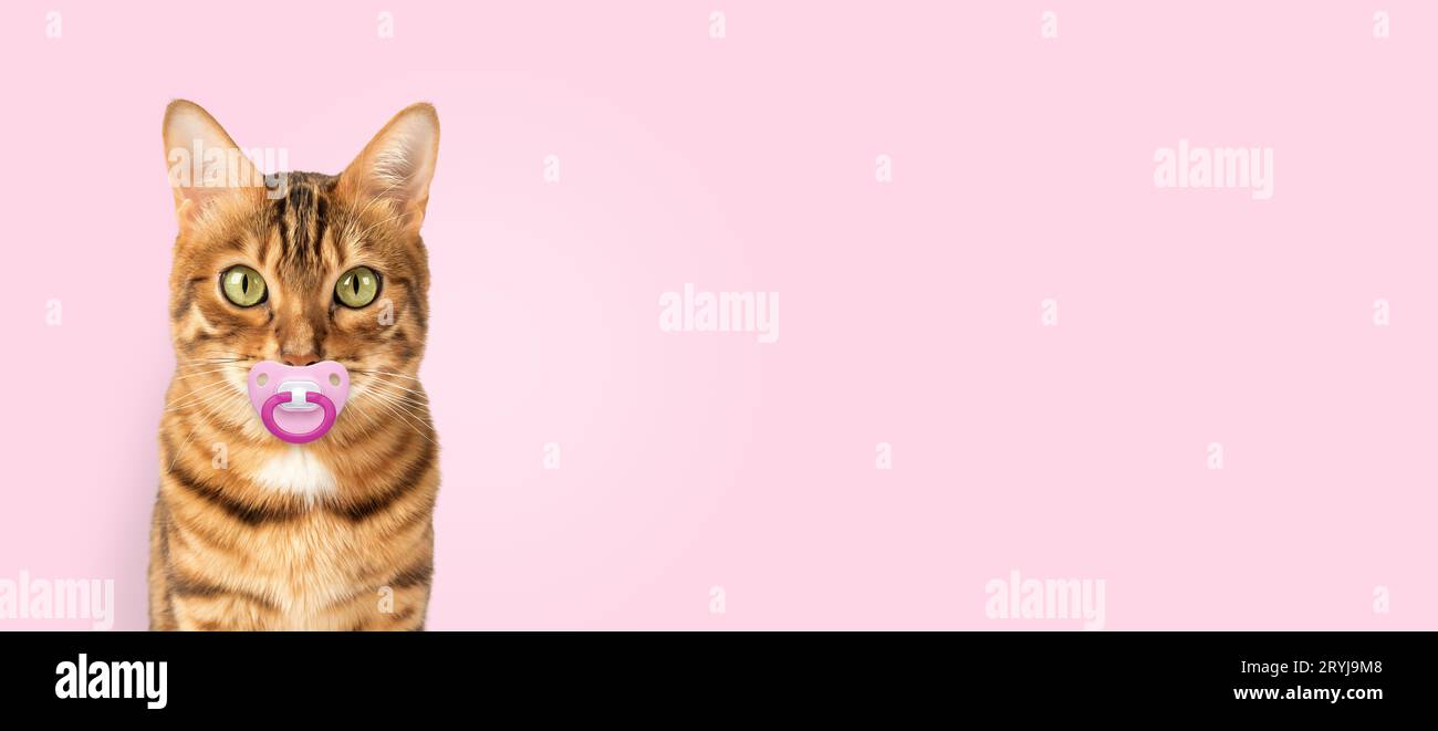 Bengal cat with a pacifier on a pink background. Stock Photo