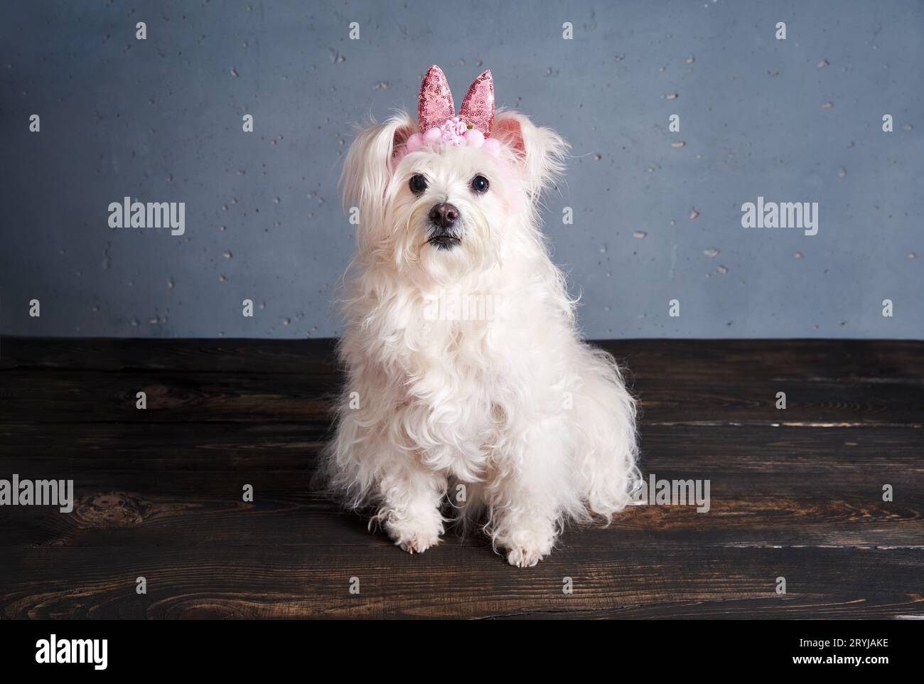 Funny dog with bunny ears on the blue background. Easter concept Stock Photo