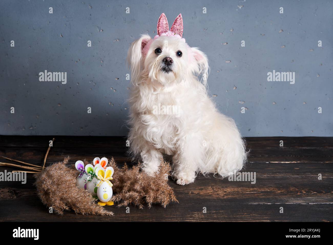 Funny dog with bunny ears on the blue background. Easter concept Stock Photo