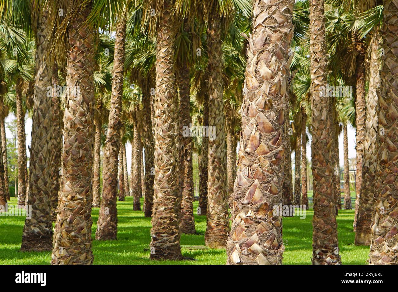 Trees of kuwait hires stock photography and images Alamy