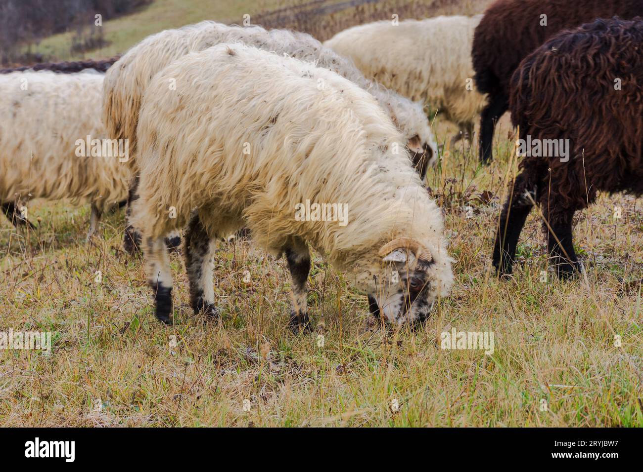 woolly sheep on the meadow in early spring. animals grazing in carpathian mountains. cloudy weather in march Stock Photo
