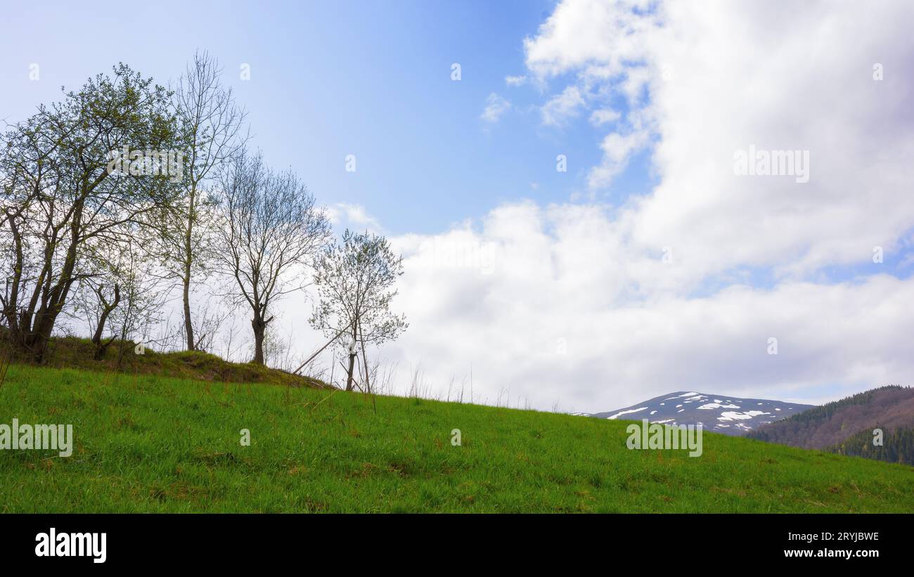 trees on the hill in early spring. rural landscape with snow capped mountains in the distance Stock Photo