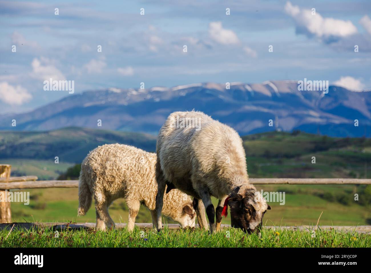 goat and sheep grazing on the green hill in evening light. wooden fence behind the animals. rural landscape of ukrainian carpathian mountains in sprin Stock Photo