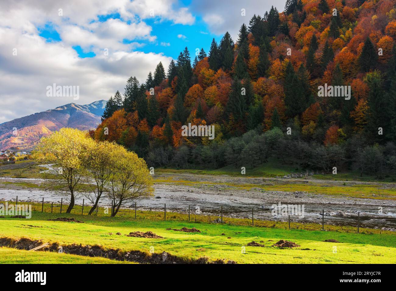 narrow mountain river in autumn. green trees on the grassy meadow, colorful forest on the hill, stones on the shore of a shallow water stream Stock Photo