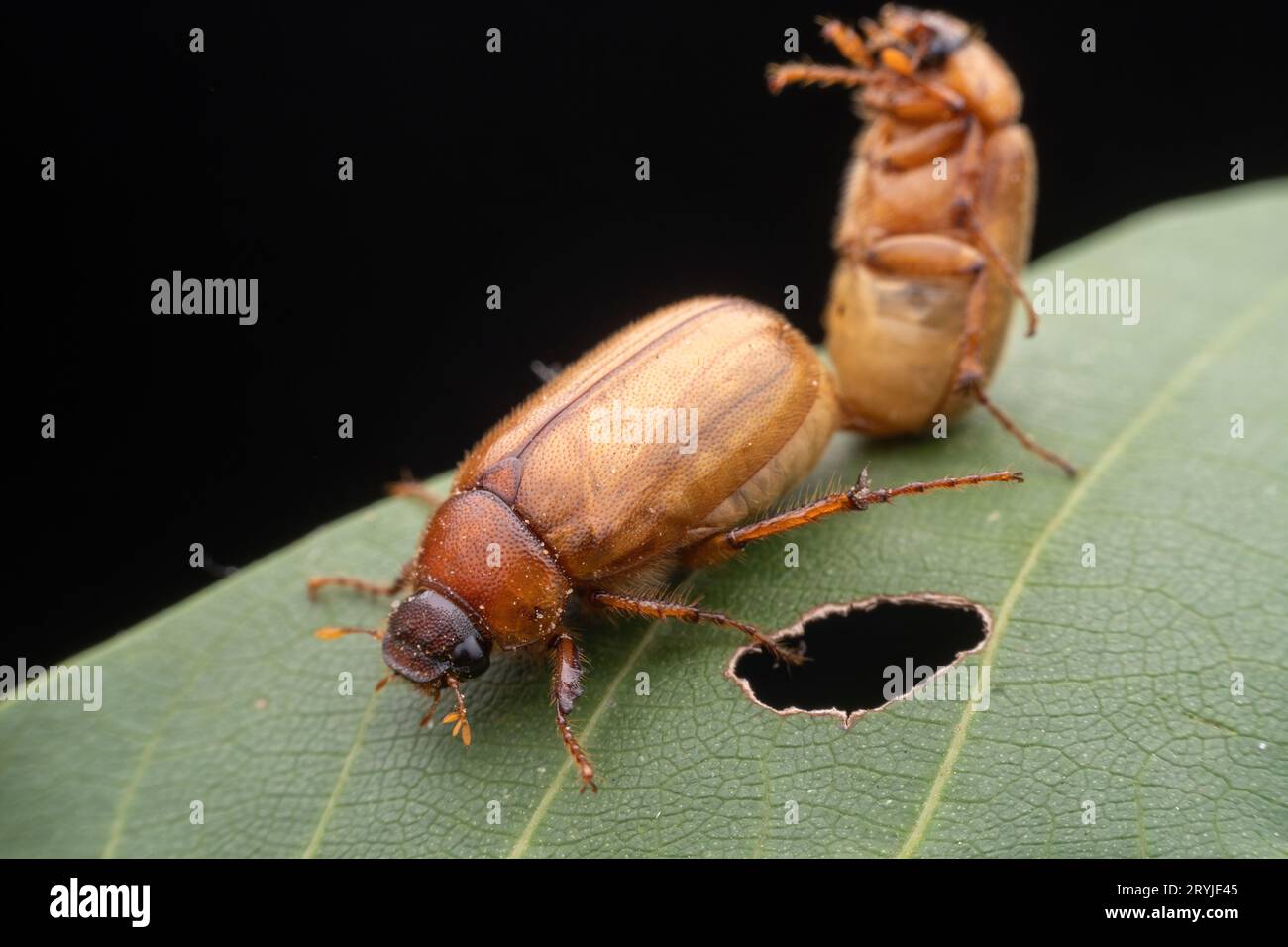 scarab in the wild state Stock Photo