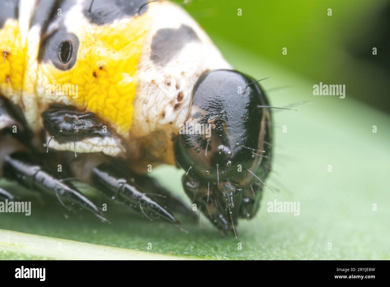 noctuid in the wild state Stock Photo - Alamy