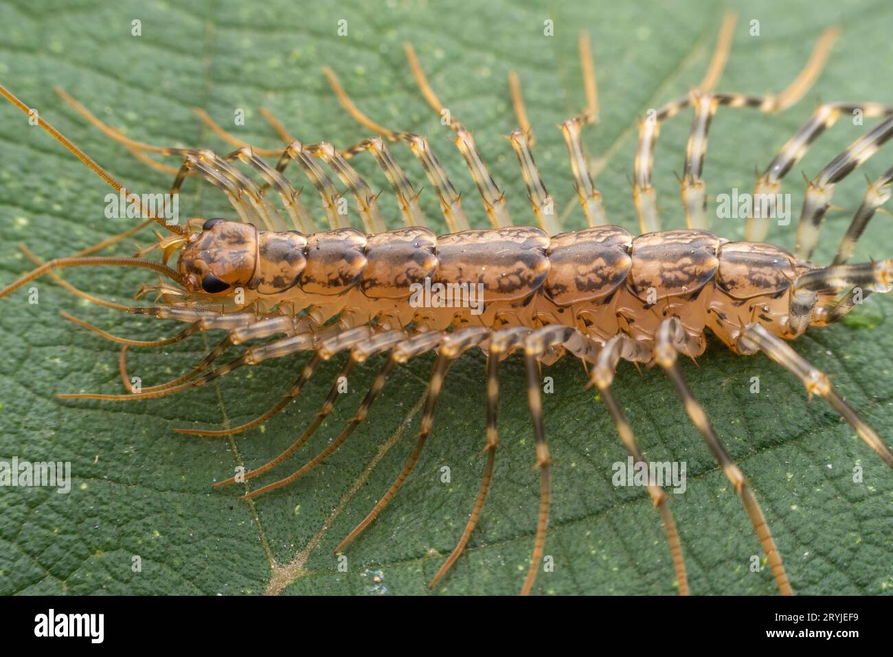 common house centipede in the wild state Stock Photo - Alamy