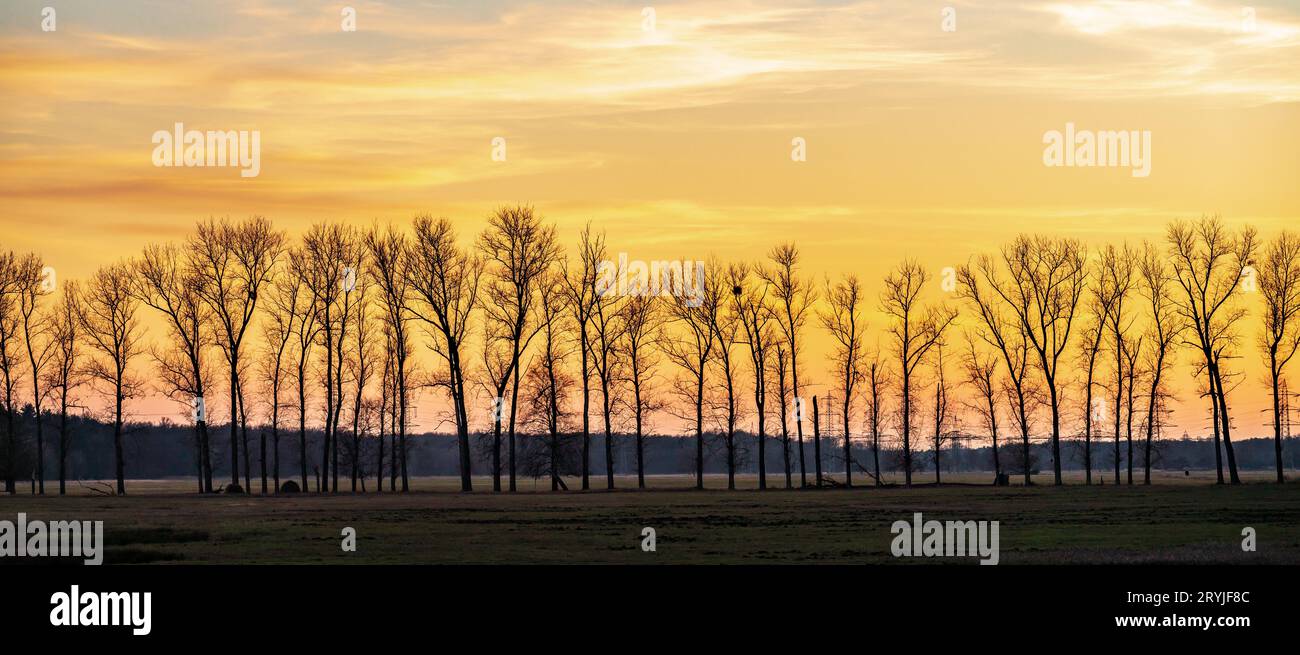 Backlit trees in the evening Stock Photo
