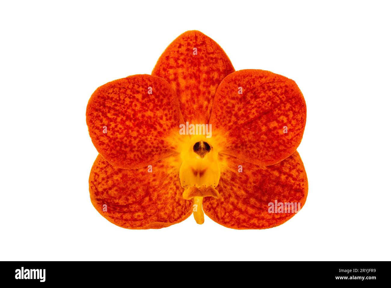 Top view of single blooming orange ascocentrum hybrid orchid flower isolated on white background. Stock Photo