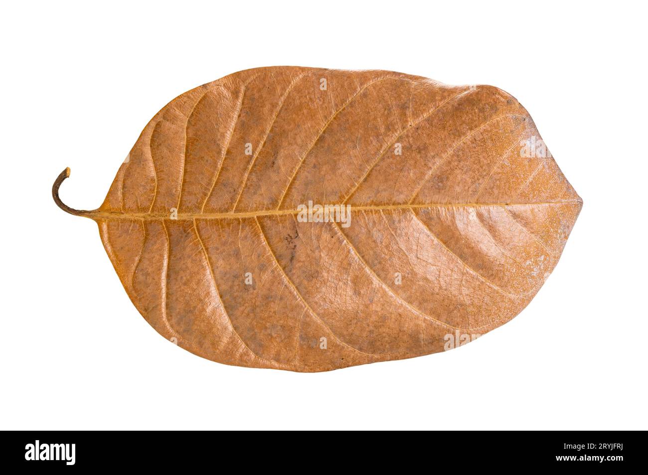 Top view closeup of single dry jackfruit leaf isolated on white background. Stock Photo
