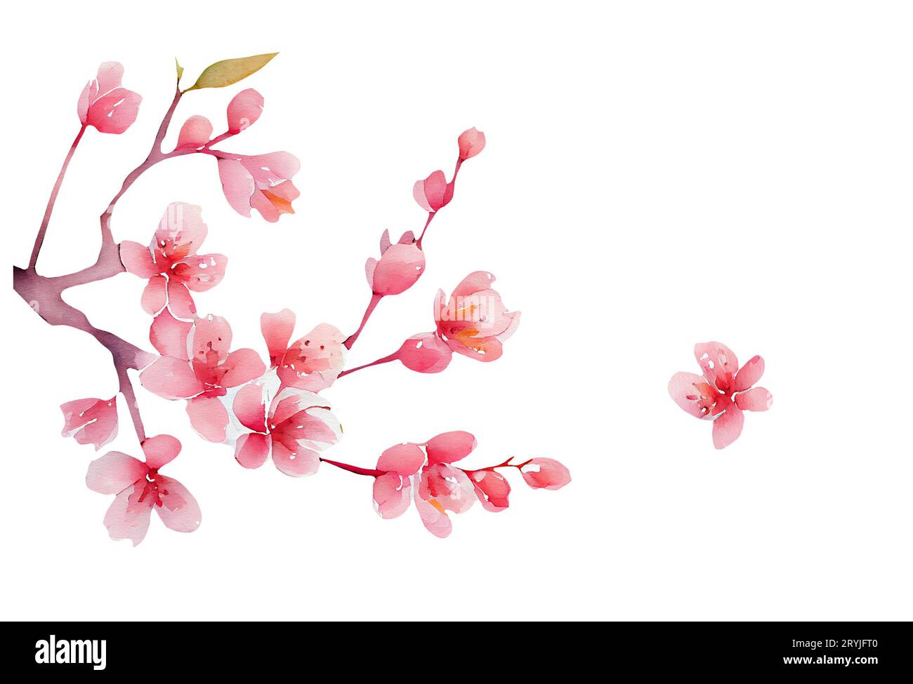 Spring blooming Twig. Pink cherry blossoms flowers. watercolor illustration Stock Photo